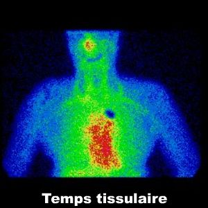 Temps tissulaire